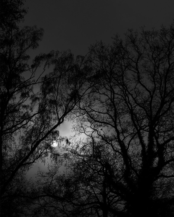Zonnewende (Winter Solstice) Winter Solstice. The sun shining thrue the trees on a cemetary in the Netherlands in black and white.